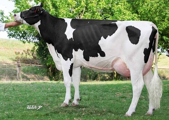 IT019991686096-CRISTELLA-KASSIOPEA-ET-Cristella-Holsteins-CR-madre-di-KALINKO.jpg