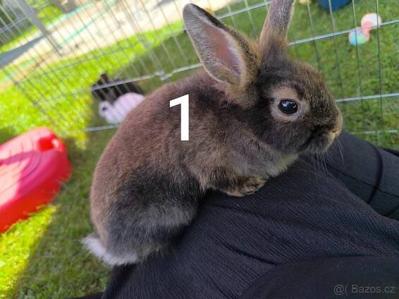 Zakrslý králík prodej - Ústí nad Orlicí