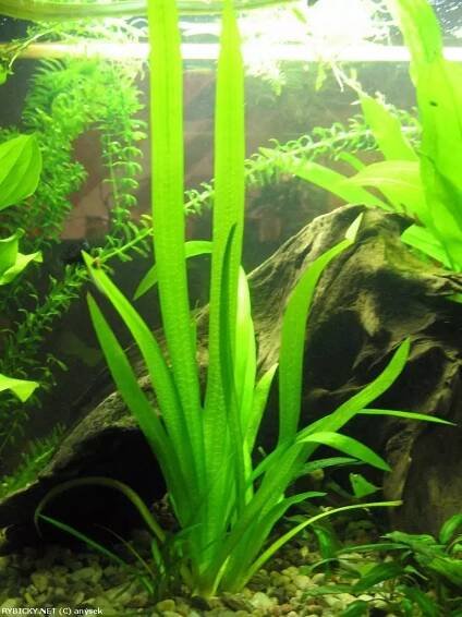 Sagittaria platyphylla - šípatka širokolistá