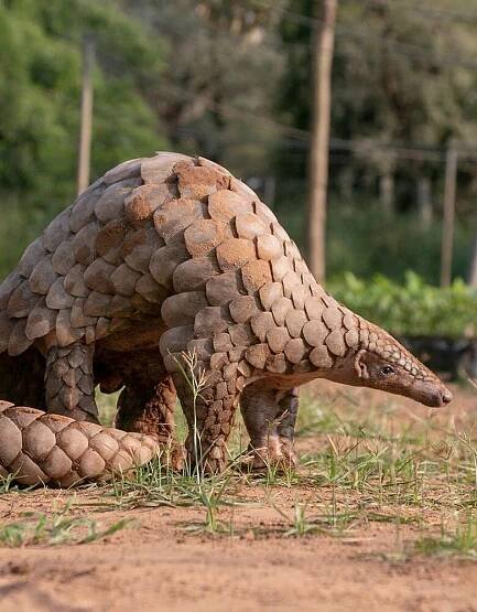 World Pangolin Day: Everything you need to know about pangolins (including where to spot them) - Wanderlust