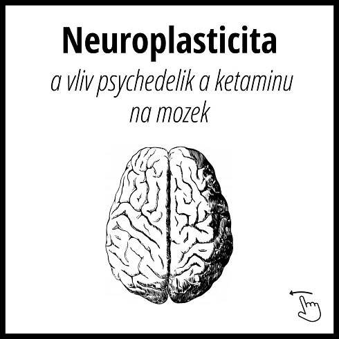 #1 Flexibilita mozku & neuroplasticita -LifeChi - Přírodní bylinné a houbové adaptogenní extrakty