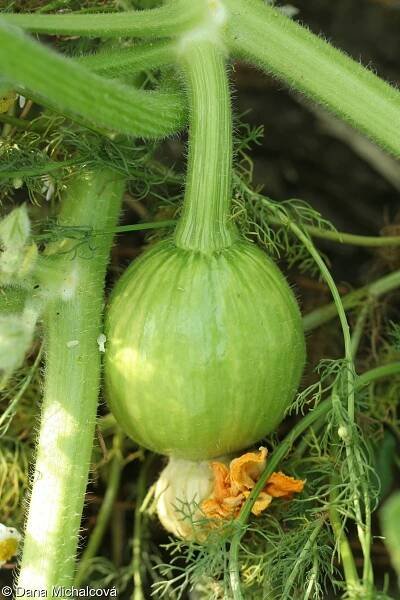 Cucurbita maxima – tykev obrovská, dýně obrovská • Pladias: Databáze české flóry a vegetace