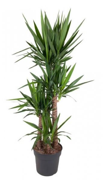 Juka (Yucca), výška cca 175-185 cm, pr. kv. cca 34 cm nakúpiť v OBI