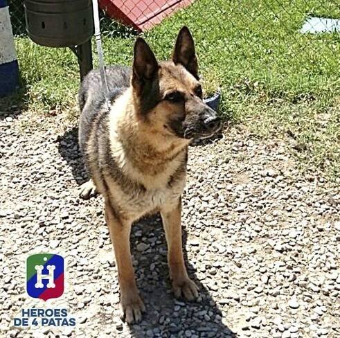 Katalánci nepustili na psí charitu dva vlčáky. Sloužili u španělské policie
