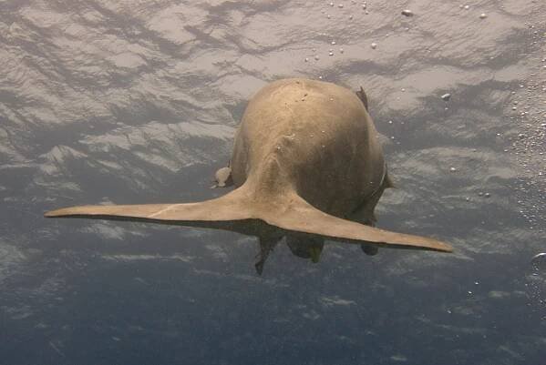 Soubor:Dugong dugon fin egypt.jpg