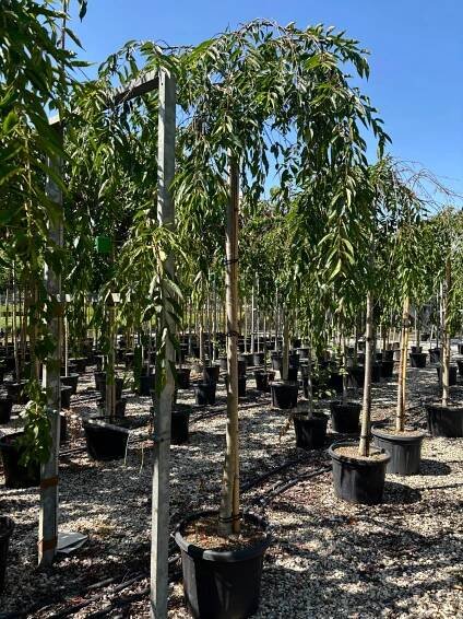 Prunus subhirtella Pendula