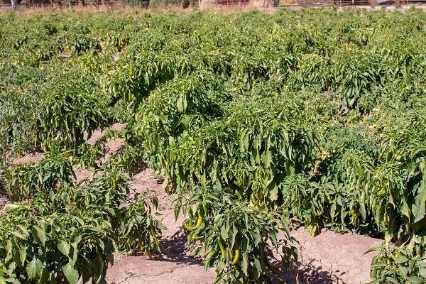 A horizontal image of a large field of pepper plants growing in the Hatch valley.