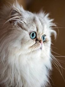 Krásná perská kočka