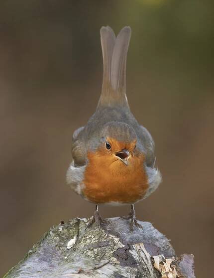 Soubor:Robin - Erithacus rubecula.jpg – Wikipedie