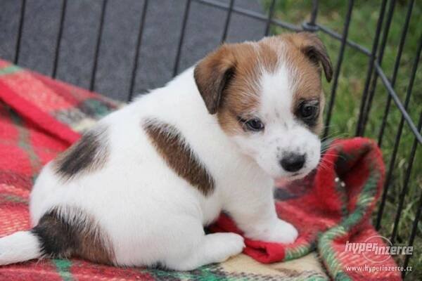 Jack Russell terier s PP - bazar - Hyperinzerce.cz