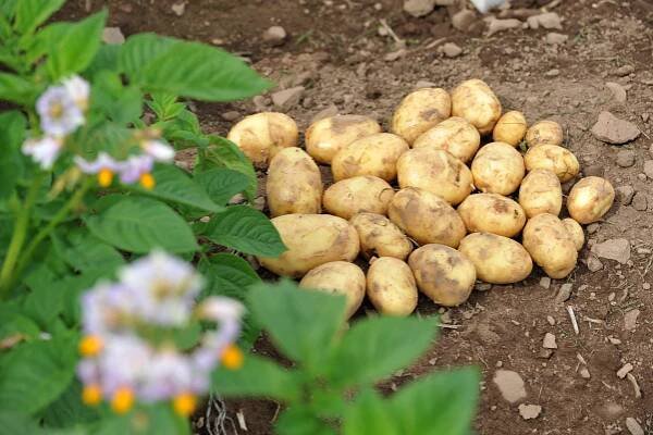 Image of pile of potatoes in the field