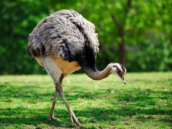 Ñandú: Características y Curiosidades » Animales Salvajes