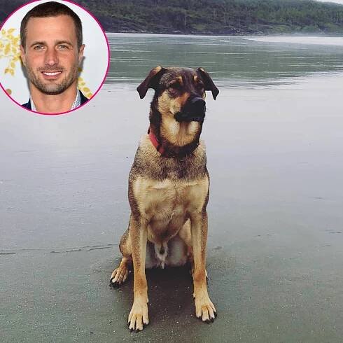 Hallmark Stars' Pets: A Complete Guide of the Actors' Dogs