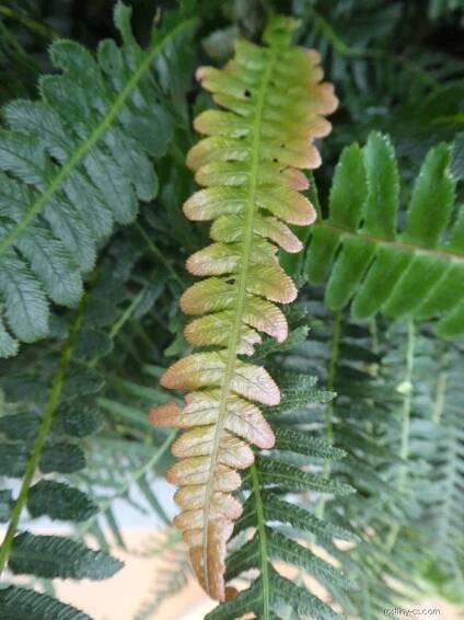 Žebrovice (Blechnum neohollandicum)