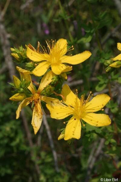 Hypericum perforatum | Květena Šumavy