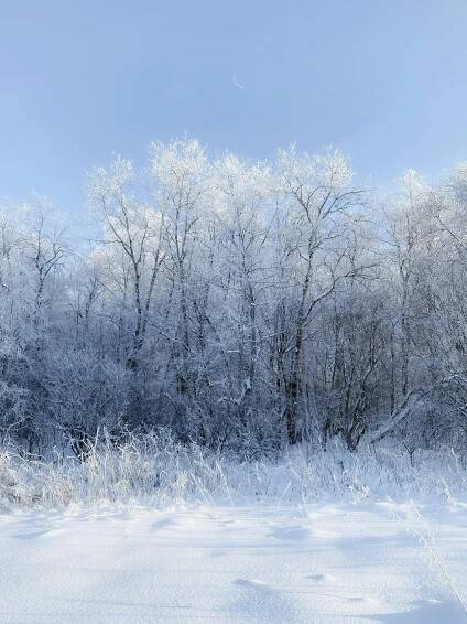 a snow covered field with trees in the background
