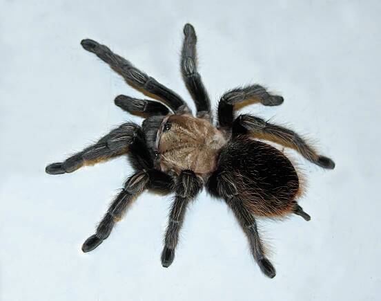 Species conservation profiles of tarantula spiders (Araneae, Theraphosidae) listed on CITES