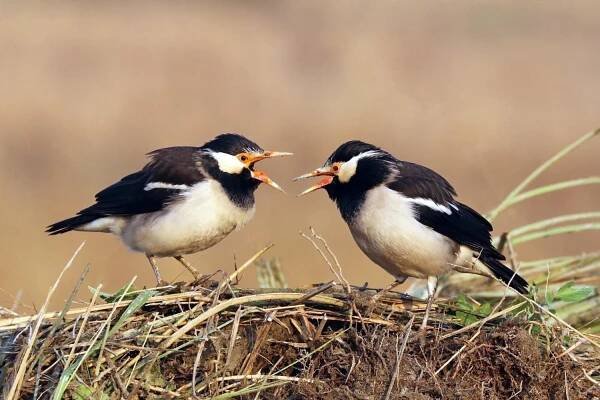 Asian pied myna