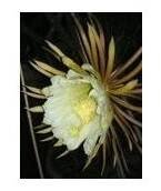 Selenicereus hondurensis
