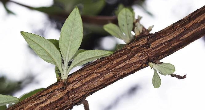 Buddleja davidii - Wikimedia Commons