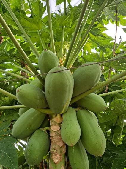 Frutas tropicales - Realon Tropical - del campo a casa. Productos naturales.