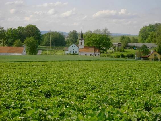 NOUZA PETR Ing.-ZEMĚDĚLSKÁ VÝROBA - Živéfirmy.cz