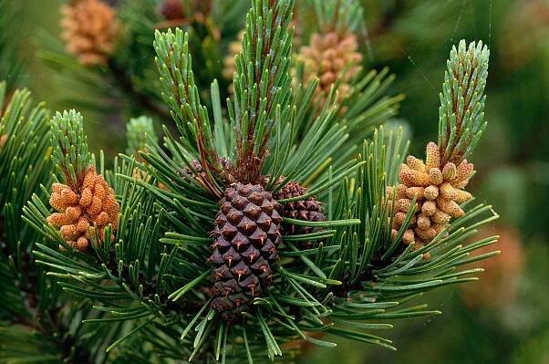 Lodgepole Pine
