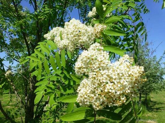 Jeřáb obecný, ptačí - Sorbus aucuparia Edulis, květy, květenství