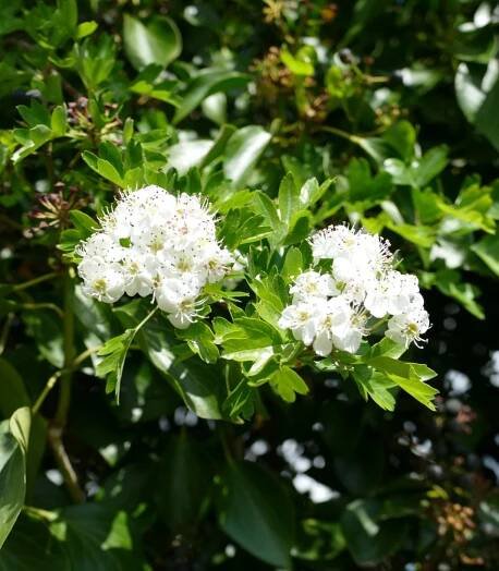 Hawthorn - The Nature Trust