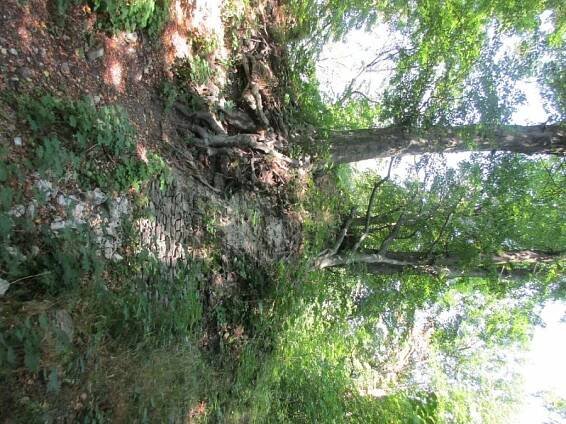 Fotogalerie k Oderské vrchy - hrádek Kunzov, hrad Drahotuš, Středolesí (strana 2) | Klub Českých Turistů Nový Jičín