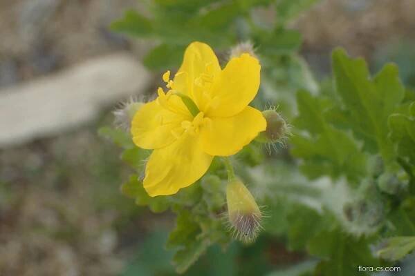 Vlaštovičník větší (Chelidonium majus)