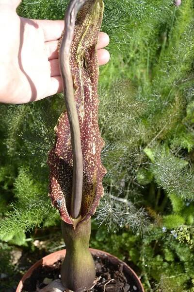 Arum cornutum ( Sauromatum venosum ) - užovník, vůdů lilie Zahradnictví Krulichovi - zahradnictví, květinářství, trvalky