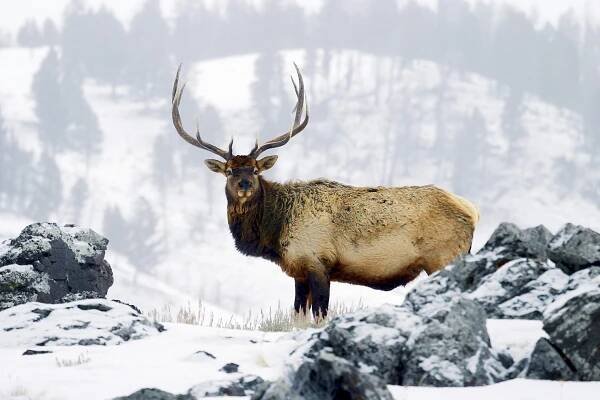 los nebo wapiti (cervus canadensis) yellowstonský národní park, wyoming, usa - yellowstonský národní park - stock snímky, obrázky a fotky