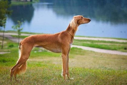 Saluki Sighthound Čistokrevný Pes — Stock fotografie