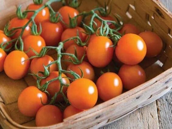 Cherry rajče 'Clementine' (Partner ID none)