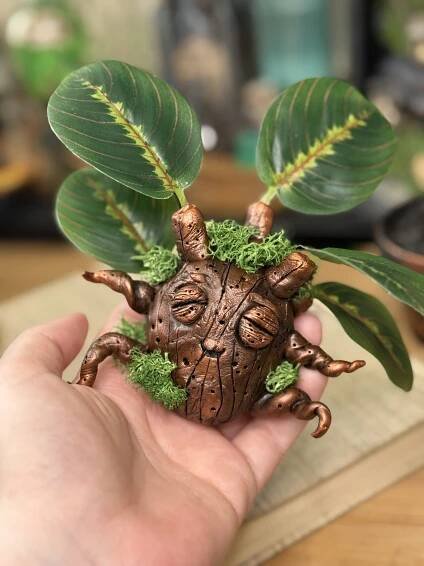 Mandragora Marantha - Obrázek 2