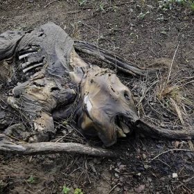 Cameroonian ranger killed by wildlife poachers