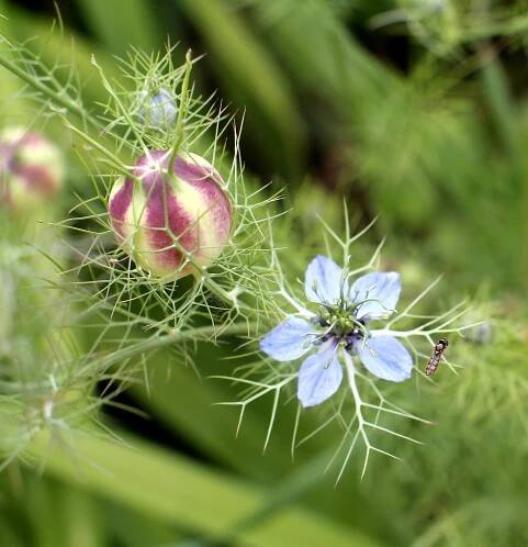 BLACK CUMIN – one of the most successful natural remedies of the past decade - Carrier of Light