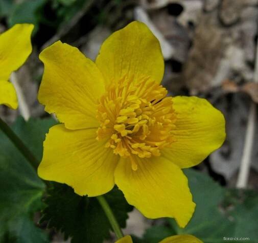 Blatouch bahenní (Caltha palustris), květy, květenství