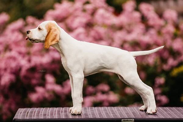 Agel Moravia - Pointer "A" vrh