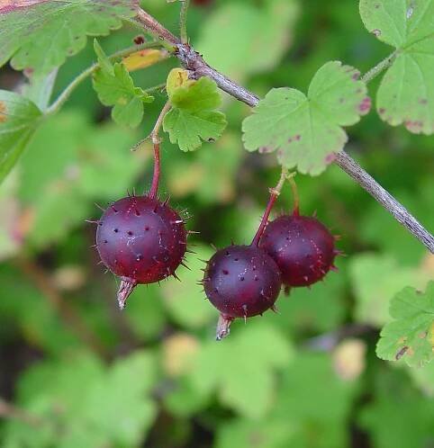 Ribes cynosbati (eastern prickly gooseberry): Go Botany