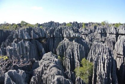 Divoký Madagaskar | HUFA 