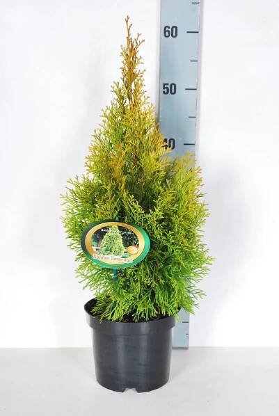Thuja occidentalis 'Golden Smaragd'® - Obrázek 2