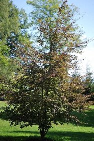 Buk lesní Tricolor (Fagus sylvatica)