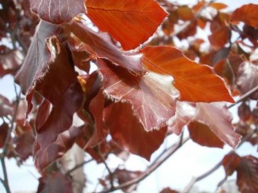 Soubor:Fagus sylvatica 'Atropurpurea' detalle hojas pelillos.JPG – Wikipedie