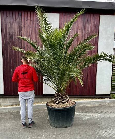 Phoenix canariensis, cca 230 cm