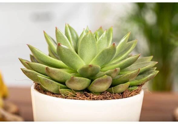 Royal Lemkes Echeveria agavoides "Gold" cca výška 10 cm, pr. 12 cm