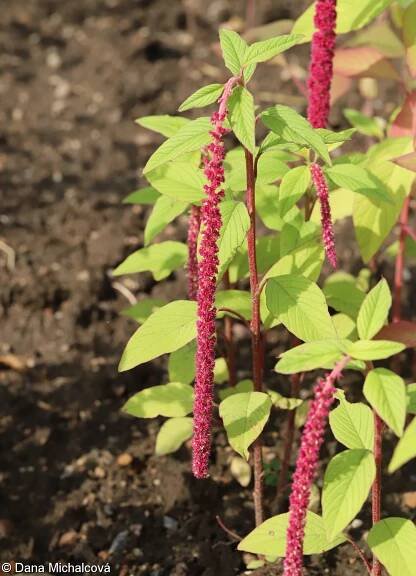 Amaranthus caudatus – laskavec ocasatý