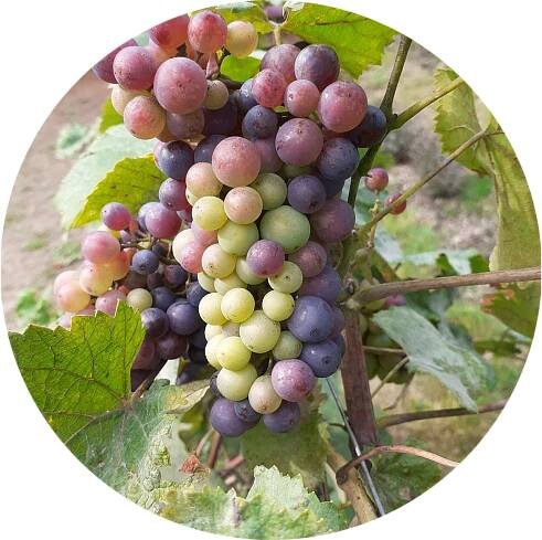 Vinefields and King's Orchard