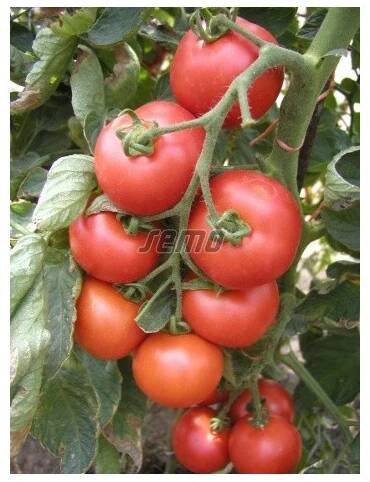 RAJČE tyčkové Tornádo (F1) (Solanum lycopersicum L.) 10 semen